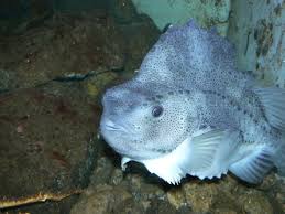 Image result for Cyclopterus lumpus
