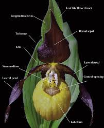 Attēlu rezultāti vaicājumam “Cypripedium calceolus leaf”