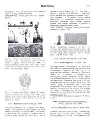 Attēlu rezultāti vaicājumam “Diderma testaceum spores”