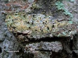 Attēlu rezultāti vaicājumam “Chaenotheca ferruginea”