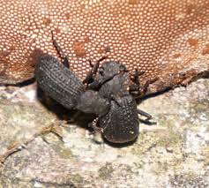Attēlu rezultāti vaicājumam “Bolitophagus reticulatus imago”