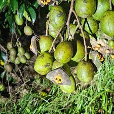 Attēlu rezultāti vaicājumam “Carex ornithopoda fruit”