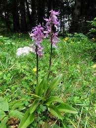 Attēlu rezultāti vaicājumam “Orchis mascula”