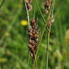 Attēlu rezultāti vaicājumam “Carex lasiocarpa fruit”