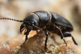 Attēlu rezultāti vaicājumam “Spondylis buprestoides”