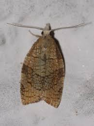 Attēlu rezultāti vaicājumam “Pandemis corylana”