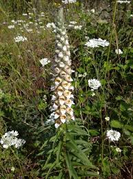 Image result for Digitalis lanata