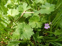 Attēlu rezultāti vaicājumam “Geranium pyrenaicum leaf”