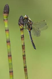 Attēlu rezultāti vaicājumam “Leucorrhinia rubicunda male”