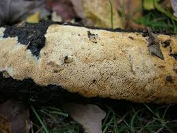 Attēlu rezultāti vaicājumam “Schizopora paradoxa”