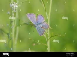 Attēlu rezultāti vaicājumam “Cyaniris semiargus female”