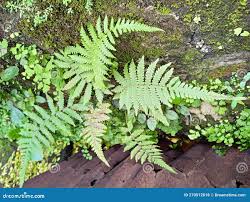 Attēlu rezultāti vaicājumam “Phegopteris connectilis”