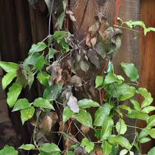 Attēlu rezultāti vaicājumam “Clematis leaf”