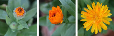 Attēlu rezultāti vaicājumam “Calendula officinalis flower”