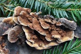 Attēlu rezultāti vaicājumam “Gloeophyllum abietinum”