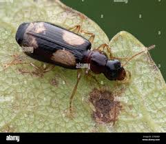 Attēlu rezultāti vaicājumam “Dromius quadrimaculatus”