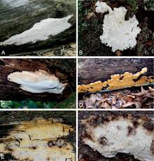 Attēlu rezultāti vaicājumam “Antrodia sinuosa”