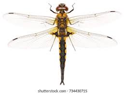 Attēlu rezultāti vaicājumam “Epitheca bimaculata”