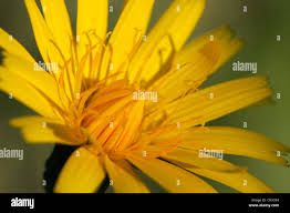 Attēlu rezultāti vaicājumam “Leontodon autumnalis  flower”