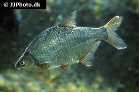 Image result for Blicca bjoerkna