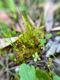 Attēlu rezultāti vaicājumam “Pohlia nutans”