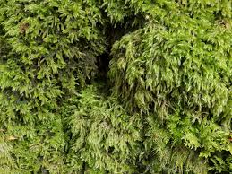 Attēlu rezultāti vaicājumam “Isothecium alopecuroides”