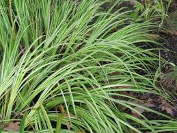 Attēlu rezultāti vaicājumam “Acorus calamus leaf”