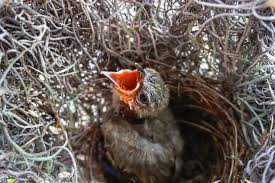 Attēlu rezultāti vaicājumam “Fringilla coelebs nest”