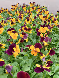 Attēlu rezultāti vaicājumam “Viola uliginosa flower”