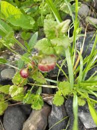 Attēlu rezultāti vaicājumam “Liposthenes glechomae”