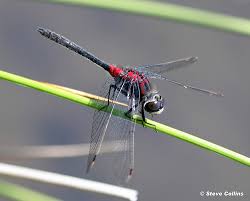 Attēlu rezultāti vaicājumam “Leucorrhinia”