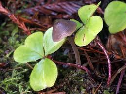 Attēlu rezultāti vaicājumam “Mycena abramsii”