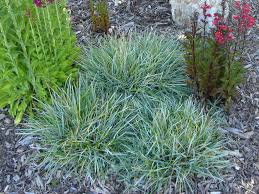 Attēlu rezultāti vaicājumam “Sesleria caerulea”