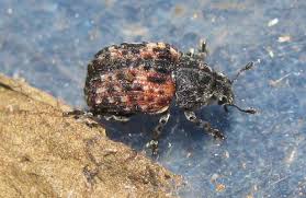 Attēlu rezultāti vaicājumam “Anthribus nebulosus”