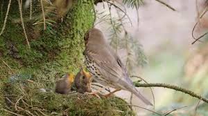 Attēlu rezultāti vaicājumam “Turdus philomelos nest”