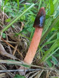 Attēlu rezultāti vaicājumam “Mutinus ravenelii”