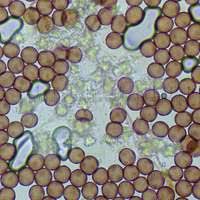 Attēlu rezultāti vaicājumam “Didymium bahiense macro”