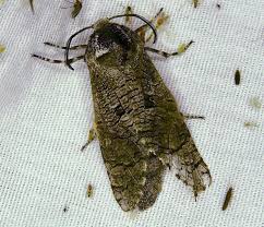 Attēlu rezultāti vaicājumam “Cossidae”