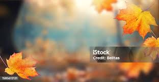 Bildergebnis für Fall…