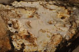 Attēlu rezultāti vaicājumam “Antrodiella semisupina”