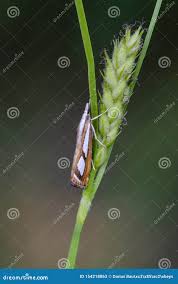 Attēlu rezultāti vaicājumam “Catoptria permutatellus”