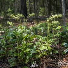 Attēlu rezultāti vaicājumam “Orthilia secunda fruit”