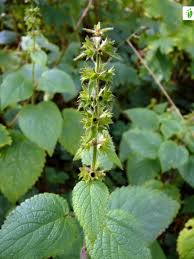 Attēlu rezultāti vaicājumam “Stachys sylvatica bud”