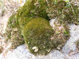 Attēlu rezultāti vaicājumam “Eucladium verticillatum”