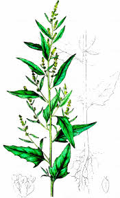 Attēlu rezultāti vaicājumam “Atriplex patula”