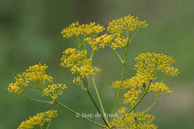 Attēlu rezultāti vaicājumam “Levisticum officinale flower”