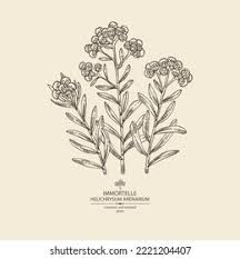 Attēlu rezultāti vaicājumam “Helichrysum arenarium leaf”