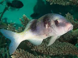 Image result for Parupeneus trifasciatus