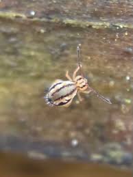 Attēlu rezultāti vaicājumam “Symphypleona”