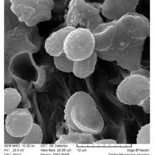 Image result for Melanoleuca rasilis var. pseudoluscina